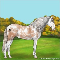 Horse Color:Gold Champagne Sabino 