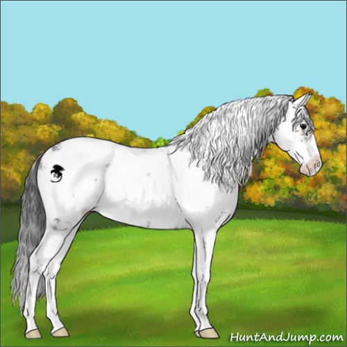 Horse Color:Grullo Sabino 