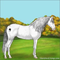 Horse Color:Grullo Sabino 