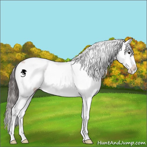 Horse Color:Buckskin Sabino 