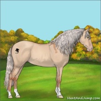 Horse Color:Silver Sable Champagne Dun 