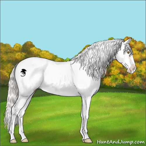Horse Color:Silver Amber Champagne Sabino 