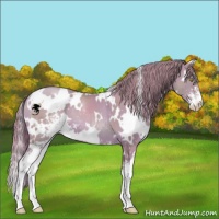 Horse Color:Watercolor White Spotted Gold Champagne Sabino 