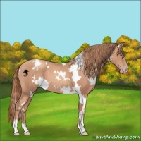 Horse Color:White Spotted Gold Champagne 