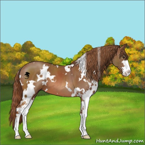 Horse Color:White Spotted Chestnut Sabino