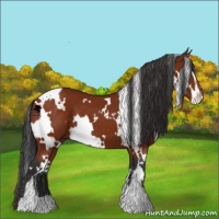 Horse Color:White Spotted Brown Sabino 