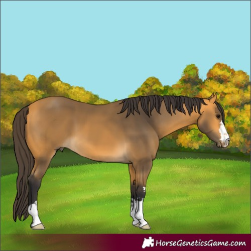 Horse Color:Buckskin 