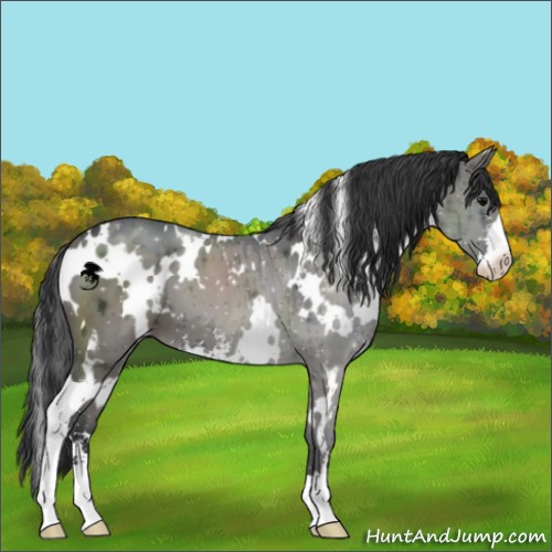 Horse Color:White Spotted Grullo Sabino Brindle 