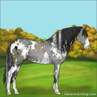 Horse Color:White Spotted Grullo Sabino Brindle 