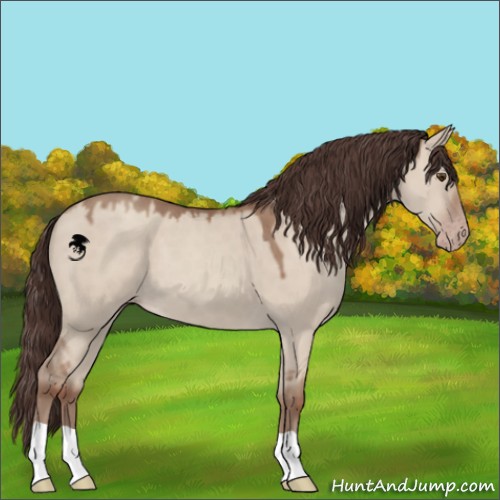 Horse Color:Classic Champagne Dun