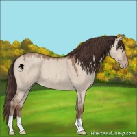 Horse Color:Classic Champagne Dun 