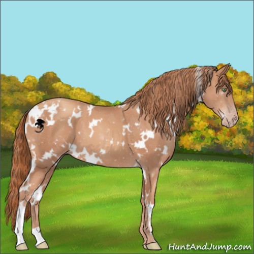 Horse Color:White Spotted Gold Champagne 