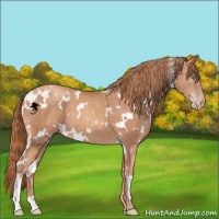 Horse Color:White Spotted Gold Champagne 