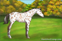 Horse Color:Amber Champagne Appaloosa 