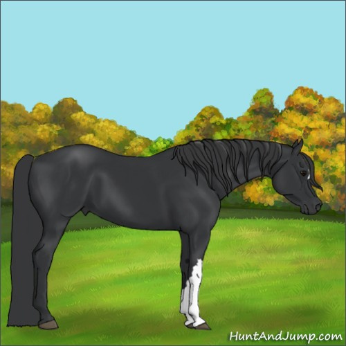 Horse Color:Black 