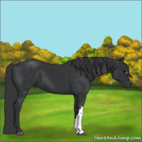 Horse Color:Black 