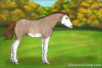Horse Color:Red Roan Splash