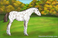 Horse Color:Classic Champagne Tobiano Appaloosa Rabicano 