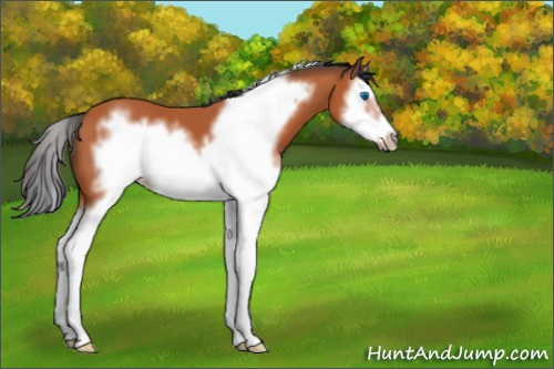 Horse Color:Bay Splash Frame