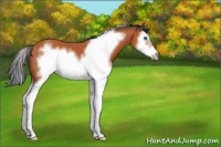 Horse Color:Bay Splash Frame