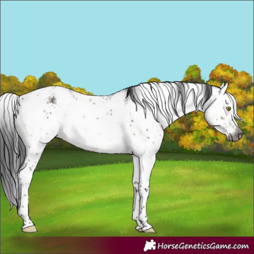 Horse Color:Gray Brown Dun Sabino Brindle 