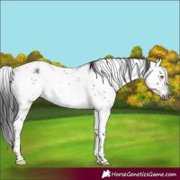 Horse Color:Gray Brown Dun Sabino Brindle 