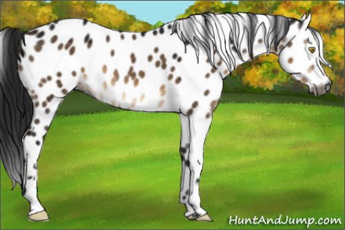 Horse Color:Gray White Spotted Brown Dun Sabino Appaloosa 