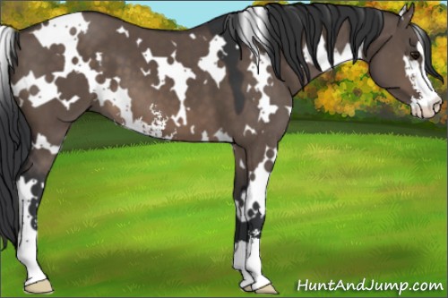 Horse Color:White Spotted Brown Dun Sabino 