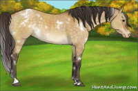 Horse Color:White Spotted Buckskin Dun Appaloosa