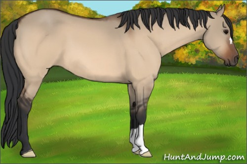 Horse Color:Bay Dun