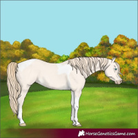Horse Color:Perlino Dun Tobiano 