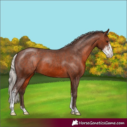 Horse Color:Silver Brown Sabino Appaloosa 