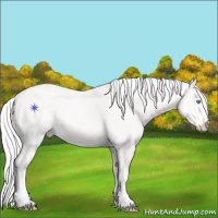 Horse Color:Cremello 
