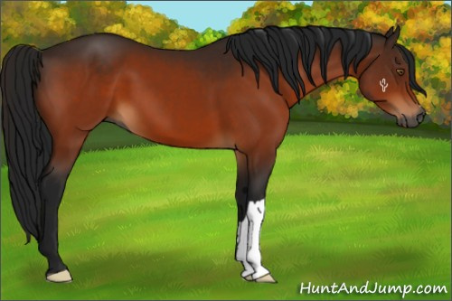 Horse Color:Gray Bay 