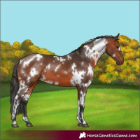 Horse Color:White Spotted Bay 