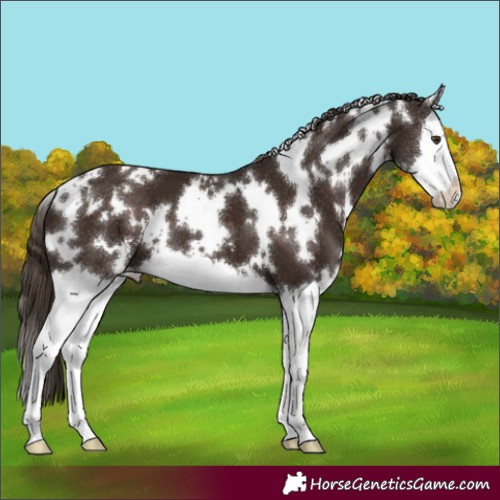 Horse Color:White Spotted Liver Chestnut Splash 