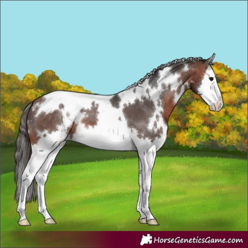 Horse Color:White Spotted Bay Splash Appaloosa 