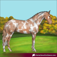 Horse Color:White Spotted Chestnut Appaloosa 