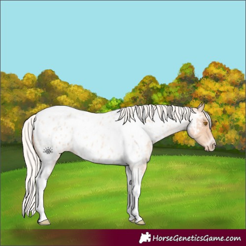 Horse Color:Silver Classic Champagne Roan Splash Tobiano Frame Appaloosa Rabicano