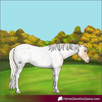 Horse Color:Silver Classic Champagne Roan Splash Tobiano Frame Appaloosa Rabicano 