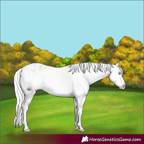 Horse Color:Silver Classic Champagne Roan Splash Tobiano Frame Appaloosa Rabicano