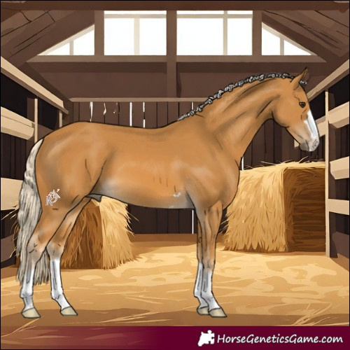 Horse Color:Palomino 