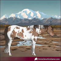 Horse Color:White Spotted Liver Red Dun Tobiano 