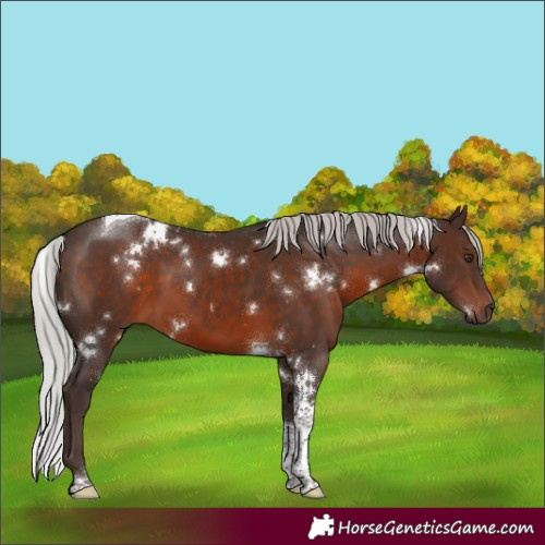 Horse Color:White Spotted Silver Brown Tobiano 