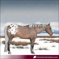 Horse Color:Silver Brown Tobiano Appaloosa Rabicano 