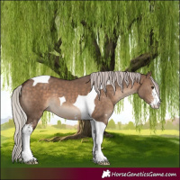 Horse Color:Silver Bay Dun Sabino Tobiano 