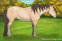 Horse Color:Amber Champagne 