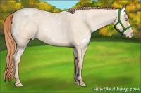 Horse Color:White Spotted Buckskin Roan Pearl 