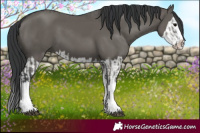 Horse Color:Grullo Sabino Splash  and Grullo Sabino Splash 