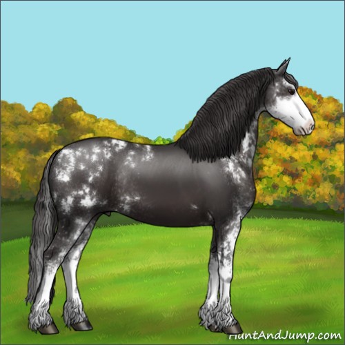 Horse Color:Smoky Black Sabino Rabicano 